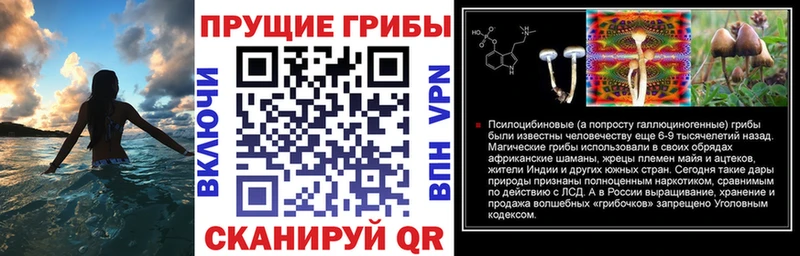 Псилоцибиновые грибы Psilocybe  Жуковка 